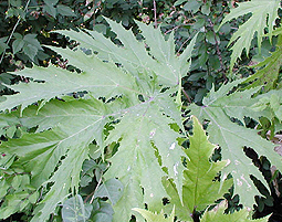 Giant Hogweed