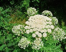 Giant Hogweed